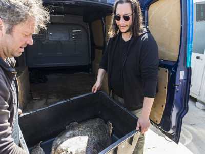 Notiamo che si sta avvicinando un pulmino: � il mezzo con cui sono state trasportate le tre testuggini appartenenti alla specie Caretta Caretta...